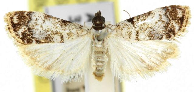 Scoparia niphetodes
