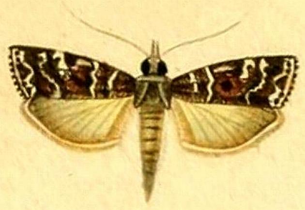 Scoparia objurgalis