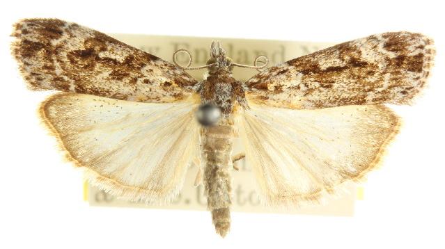 Scoparia philonephes