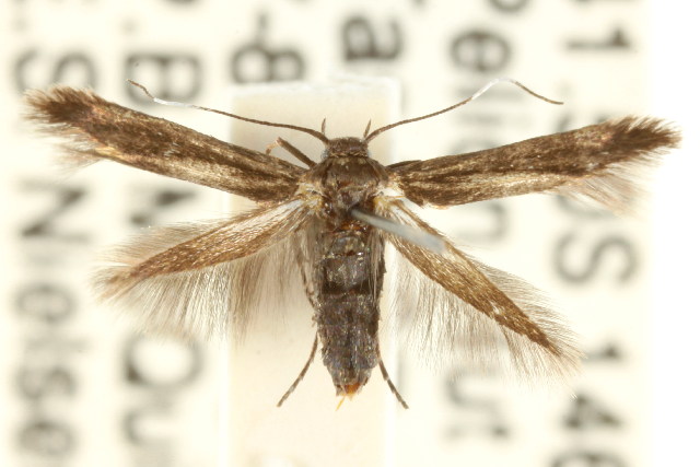 Eretmocera coracopis