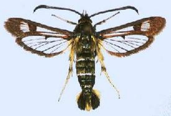 Pyropteron doryliformis