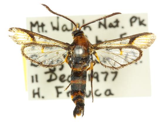 Pseudosesia isozona