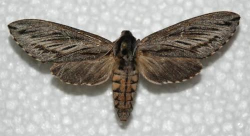 Coenotes arida
