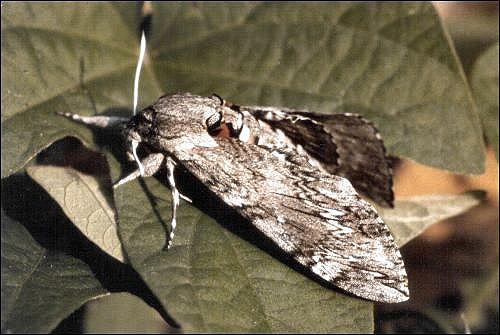Agrius convolvuli