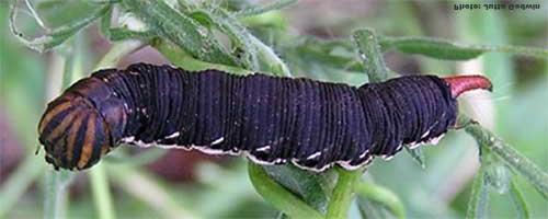 Agrius convolvuli