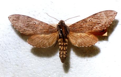 Coenotes eremophilae