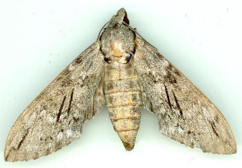 Psilogramma exigua