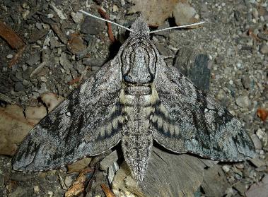 Agrius godarti