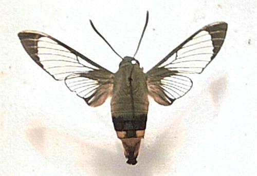 Cephonodes kingii