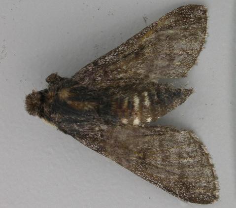 Hopliocnema lacunosa
