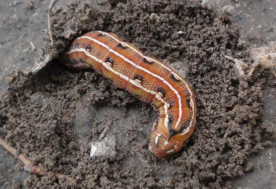 Hyles livornicoides