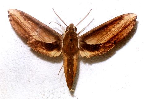 Theretra nessus