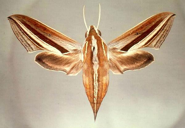 Theretra oldenlandiae