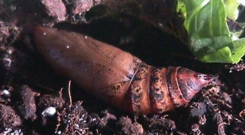 Theretra oldenlandiae