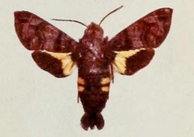 Macroglossum papuanum