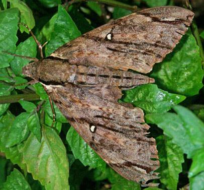 Cerberonoton severina