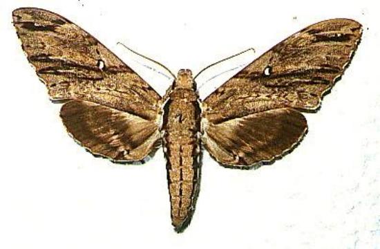 Cerberonoton severina