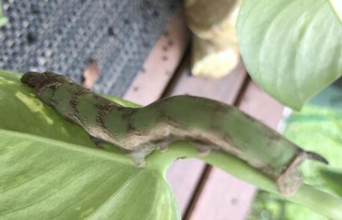 Eupanacra splendens