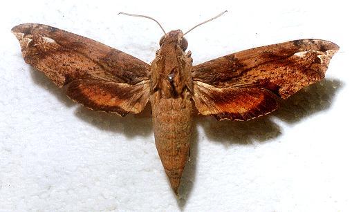 Eupanacra splendens