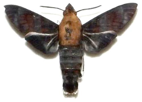 Macroglossum  tenebrosa