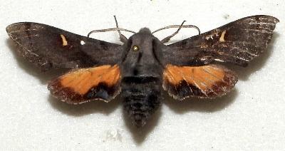 Zacria vojtechi