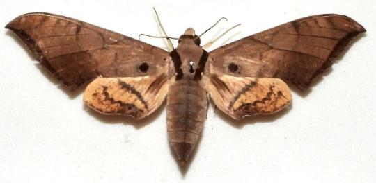 Ambulyx wildei