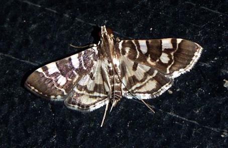 Chabula acamasalis