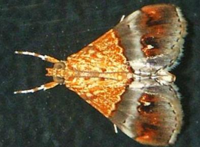 Tetracona amathealis