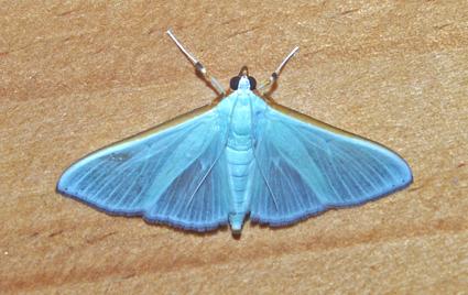 Stemorrhages amphitritalis