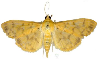 Pleuroptya balteata