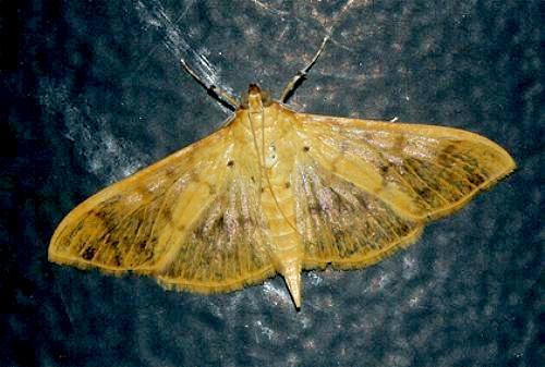 Pleuroptya balteata