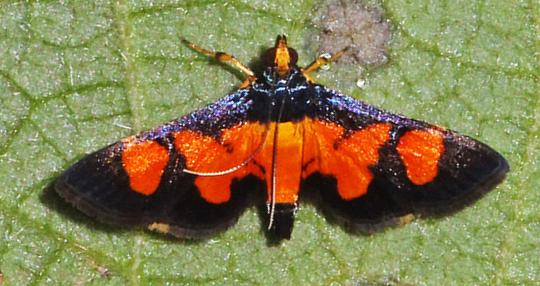 Aethaloessa calidalis