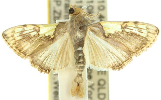 Rehimena cissophora