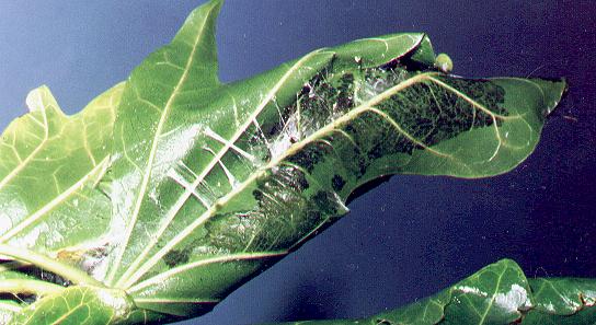 Dichocrocis clytusalis
