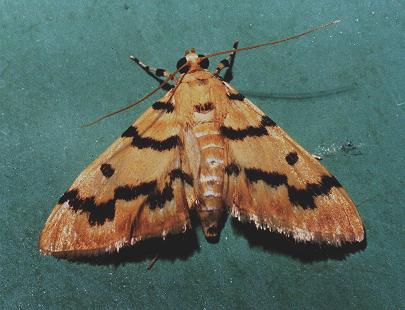 Dichocrocis clytusalis