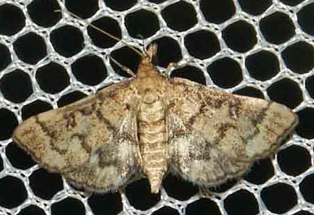 Metasia delotypa