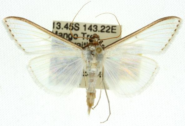Cydalima diaphanalis