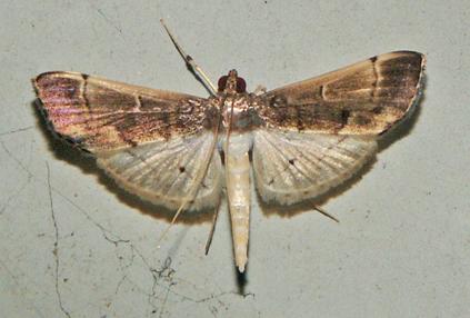 Orphnophanes eucerusalis