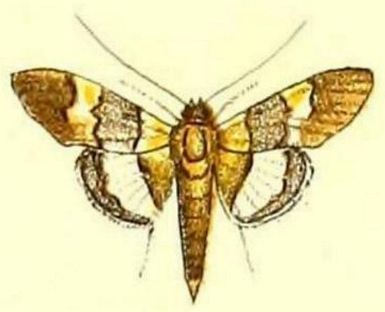 Aetholix flavibasalis