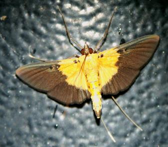 Filodes fulvibasalis