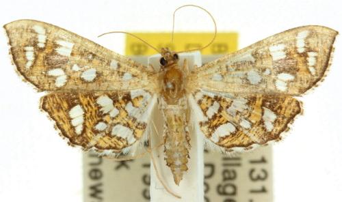 Nausinoe geometralis