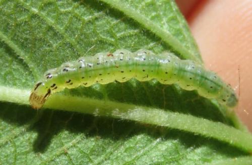 Orphanostigma haemorrhoidalis