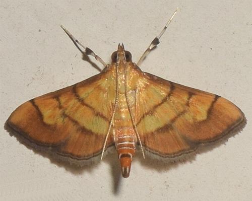 Orphanostigma haemorrhoidalis