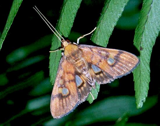 Nosophora hypsalis