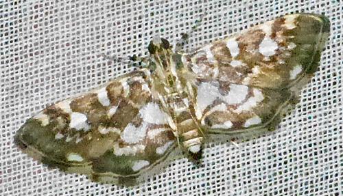 Tabidia insanalis