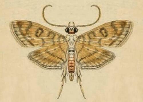 Tabidia insanalis