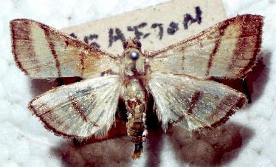 Cnaphalocrocis medinalis