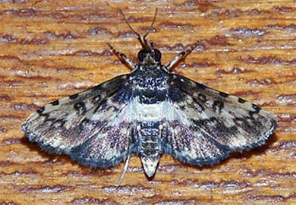 Nacoleia mesochlora