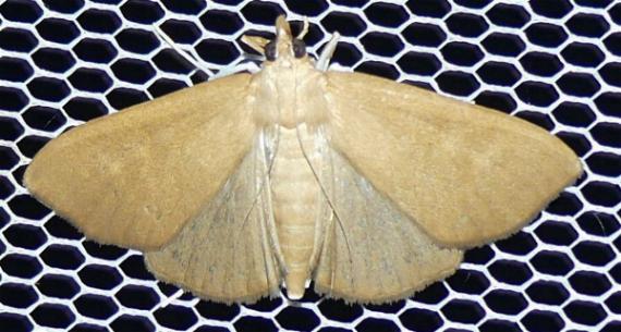 Torqueola monophaes