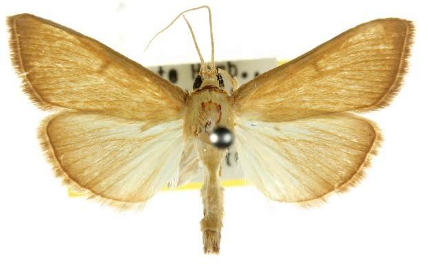 Torqueola monophaes